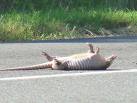 Armadillo Roadkill