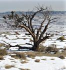 Tree at Castle Valley